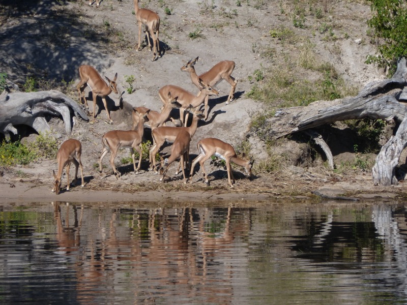 amtilopi botswana